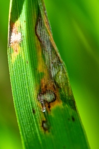Rice crop infected with Magnaporthe grisea 'Rice Blast'- It is estimated that this crop alone destroys enough rice to feed 60 million people every year-  IRRI images
